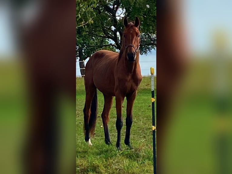Cavallo da sella tedesco Castrone 3 Anni 170 cm Baio in K&#xF6;nigheim