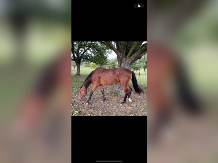 Cavallo da sella tedesco Castrone 3 Anni 170 cm Baio in K&#xF6;nigheim