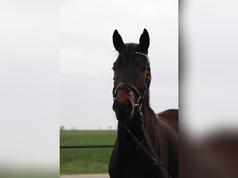 Cavallo da sella tedesco Castrone 3 Anni 170 cm Baio scuro in Mügeln