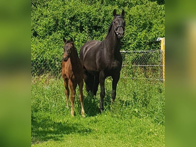 Cavallo da sella tedesco Castrone 3 Anni 170 cm Baio scuro in Mügeln