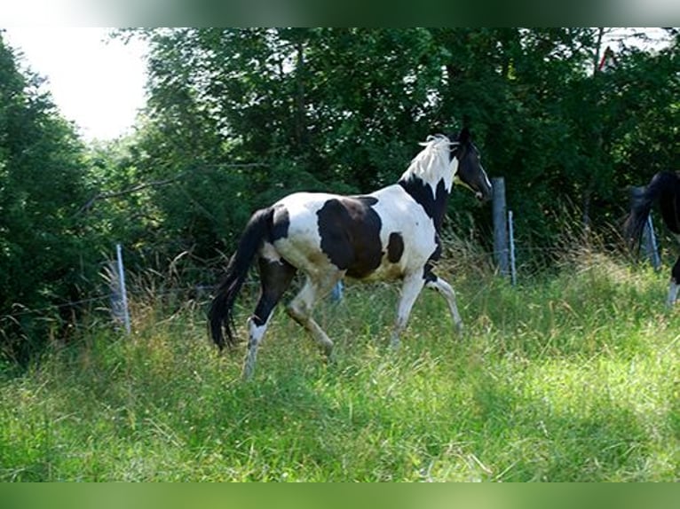Cavallo da sella tedesco Castrone 3 Anni 170 cm in Etgersleben