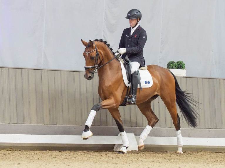 Cavallo da sella tedesco Castrone 3 Anni Baio in Mnster-Handorf