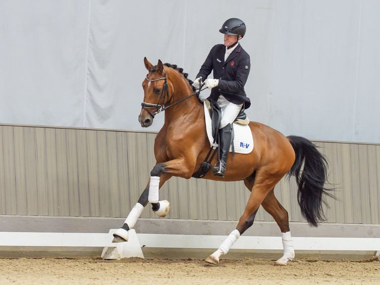 Cavallo da sella tedesco Castrone 3 Anni Baio in Mnster-Handorf