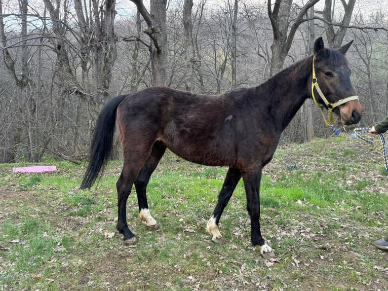 Cavallo da sella tedesco Mix Castrone 4 Anni 146 cm Baio scuro in Mohu, Sibiu