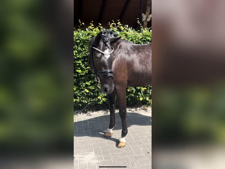 Cavallo da sella tedesco Castrone 4 Anni 148 cm Morello in Rastede