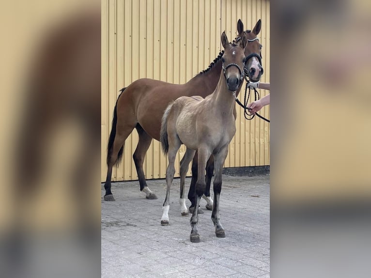 Cavallo da sella tedesco Mix Castrone 4 Anni 150 cm in Neumünster