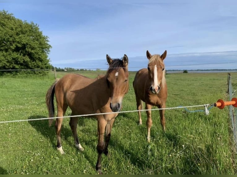 Cavallo da sella tedesco Mix Castrone 4 Anni 150 cm in Neumünster