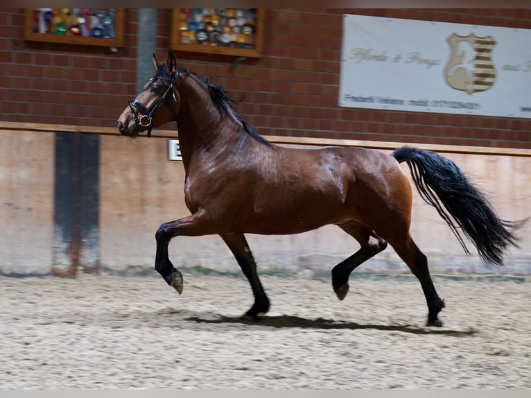 Cavallo da sella tedesco Mix Castrone 4 Anni 158 cm Baio in Paderborn