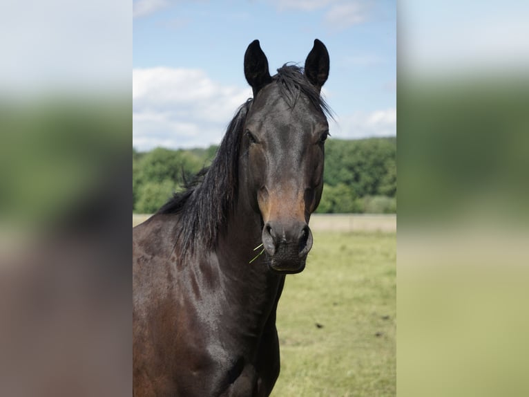 Cavallo da sella tedesco Castrone 4 Anni 158 cm Baio nero in Neudrossenfeld