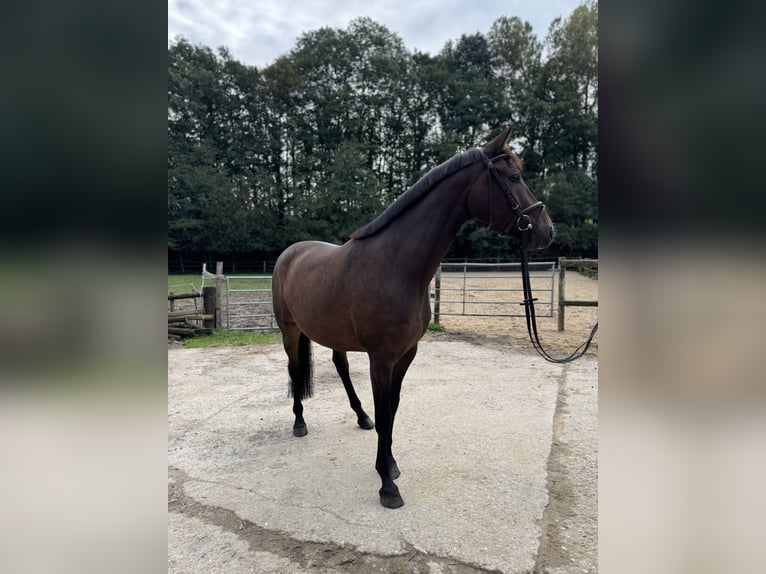 Cavallo da sella tedesco Castrone 4 Anni 160 cm Baio scuro in Düsseldorf