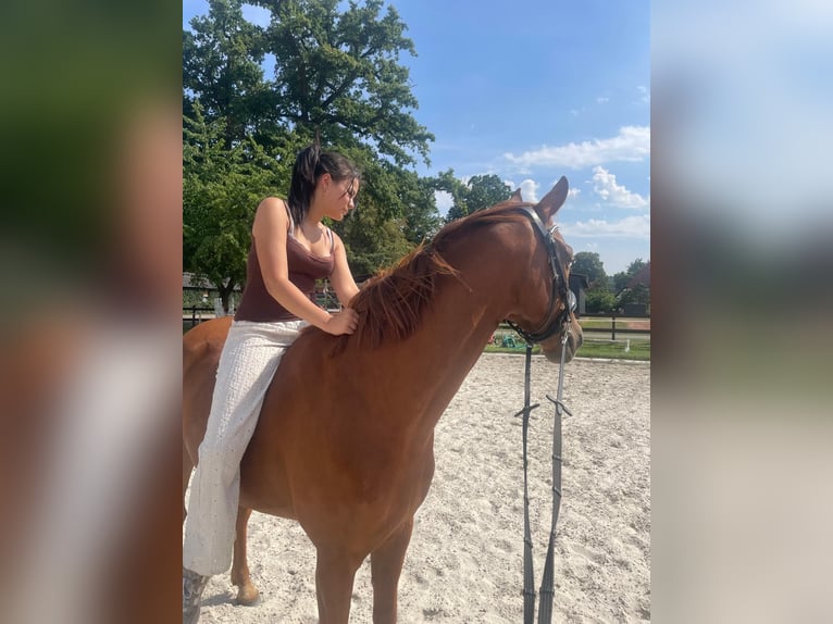 Cavallo da sella tedesco Castrone 4 Anni 160 cm Sauro in Quernheim