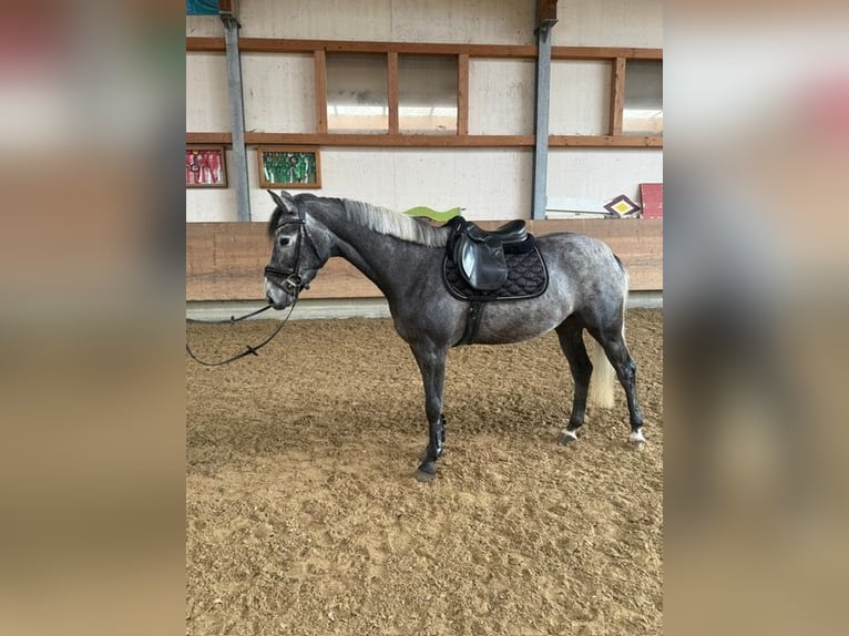 Cavallo da sella tedesco Castrone 4 Anni 162 cm Grigio ferro in Kißlegg