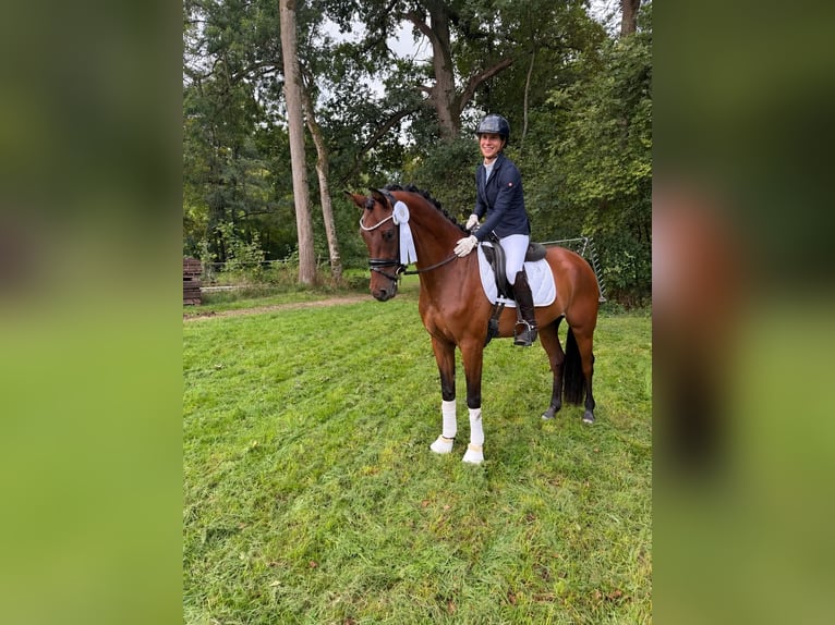 Cavallo da sella tedesco Castrone 4 Anni 163 cm Baio in Gomadingen
