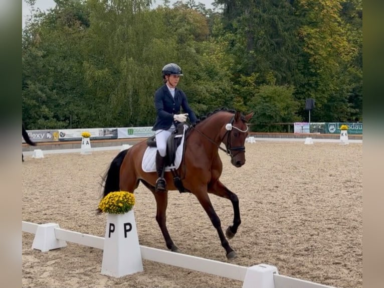Cavallo da sella tedesco Castrone 4 Anni 163 cm Baio in Gomadingen