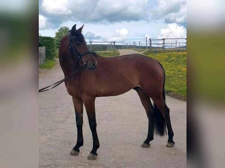 Cavallo da sella tedesco Castrone 4 Anni 163 cm Baio in Gomadingen