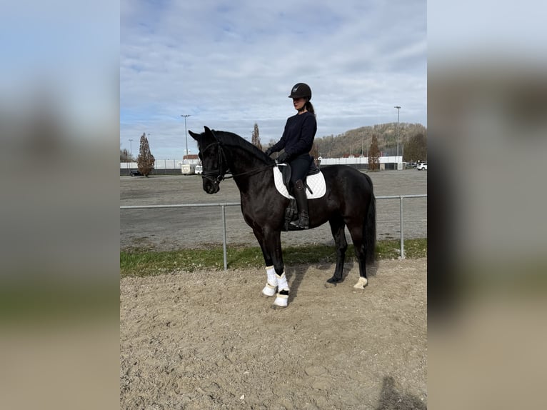 Cavallo da sella tedesco Castrone 4 Anni 163 cm Morello in Singen