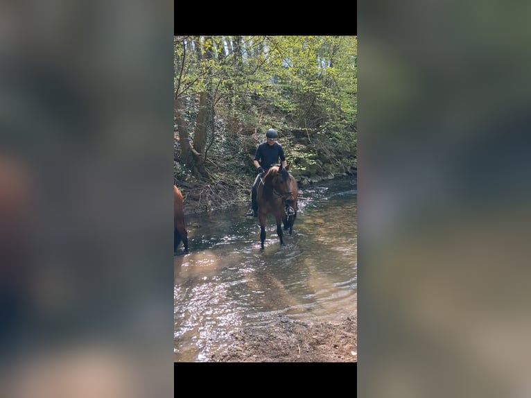 Cavallo da sella tedesco Castrone 4 Anni 164 cm Baio in Schieder-Schwalenberg