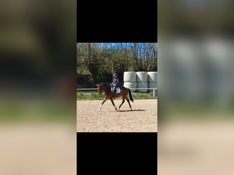 Cavallo da sella tedesco Castrone 4 Anni 164 cm Baio in Schieder-Schwalenberg