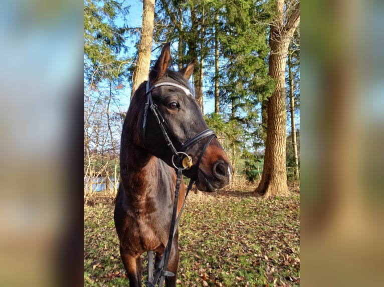 Cavallo da sella tedesco Castrone 4 Anni 164 cm Baio scuro in Fredenbeck