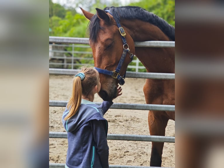 Cavallo da sella tedesco Castrone 4 Anni 165 cm Baio in Bischoffen