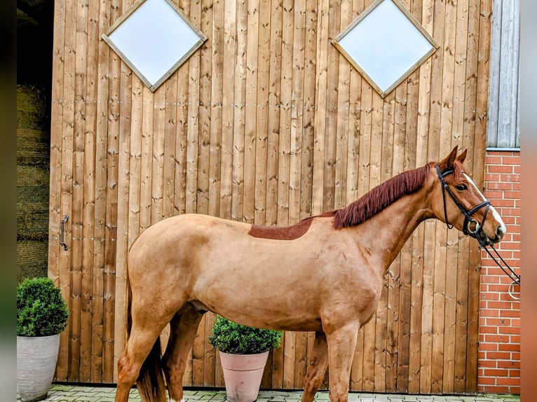 Cavallo da sella tedesco Castrone 4 Anni 166 cm Sauro in Altenberge