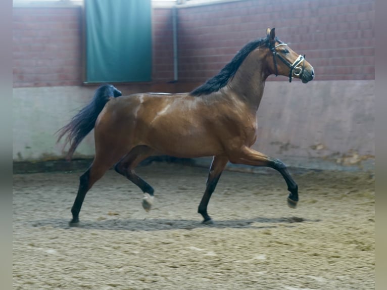 Cavallo da sella tedesco Castrone 4 Anni 167 cm Baio in Paderborn