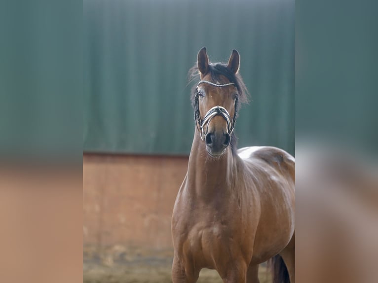 Cavallo da sella tedesco Castrone 4 Anni 167 cm Baio in Paderborn