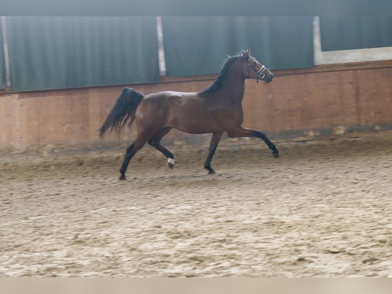 Cavallo da sella tedesco Castrone 4 Anni 167 cm Baio in Paderborn