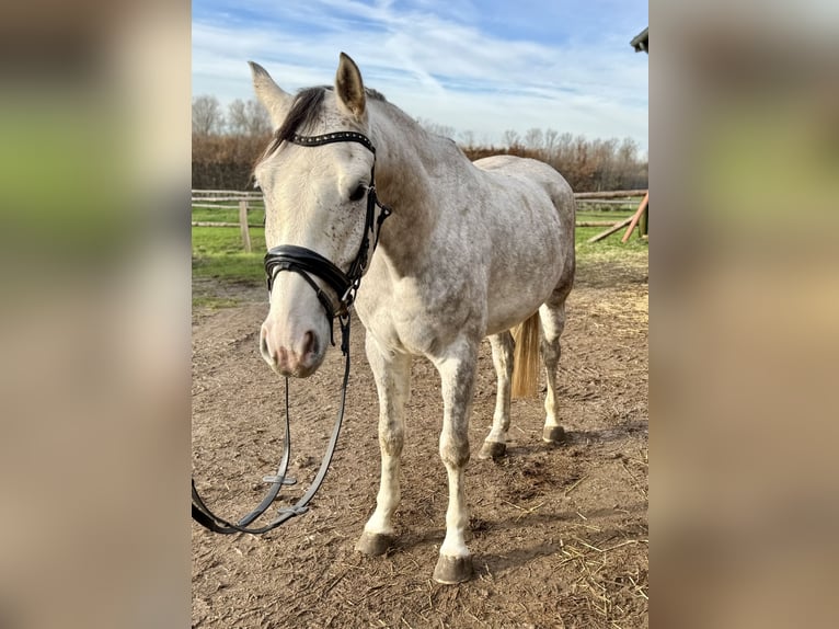 Cavallo da sella tedesco Castrone 4 Anni 167 cm Grigio in Grevenbroich