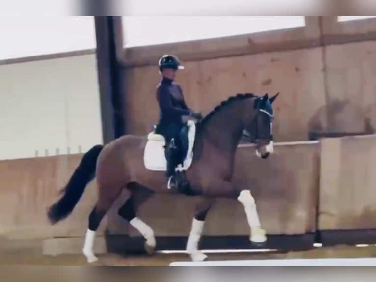 Cavallo da sella tedesco Castrone 4 Anni 168 cm Baio in Bielefeld