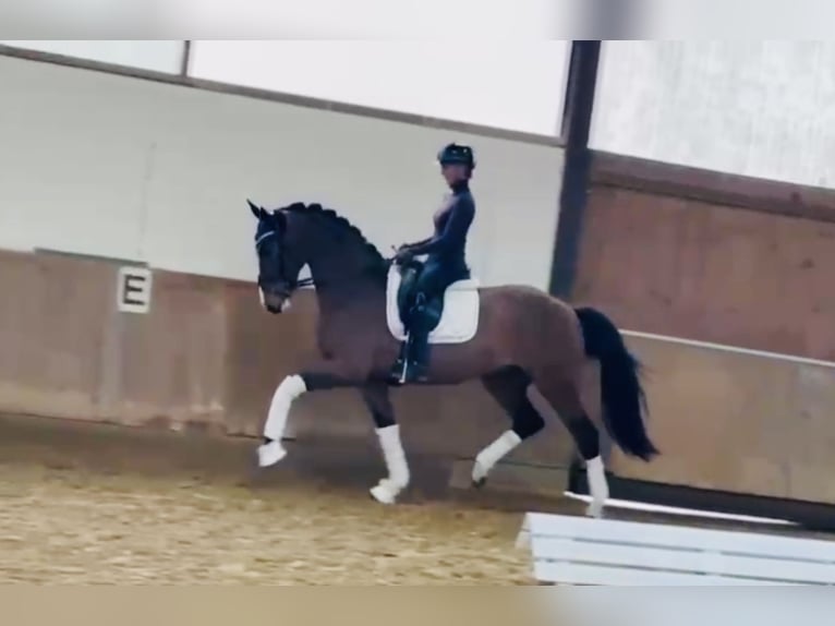 Cavallo da sella tedesco Castrone 4 Anni 168 cm Baio in Bielefeld