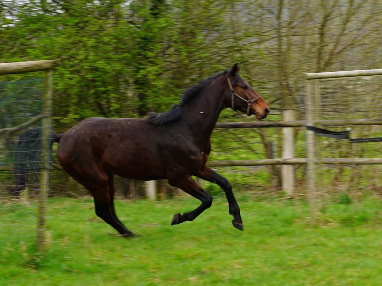 Cavallo da sella tedesco Castrone 4 Anni 168 cm Baio in Hamm