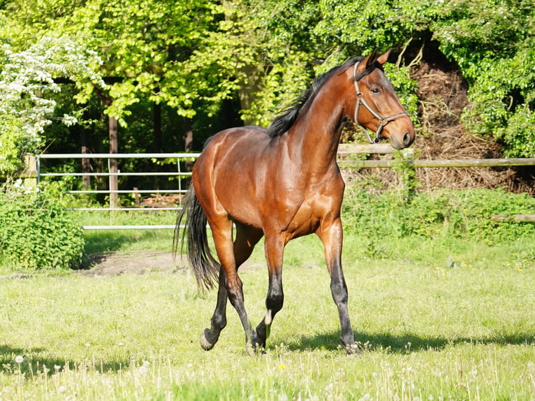 Cavallo da sella tedesco Castrone 4 Anni 168 cm Baio in Hamm