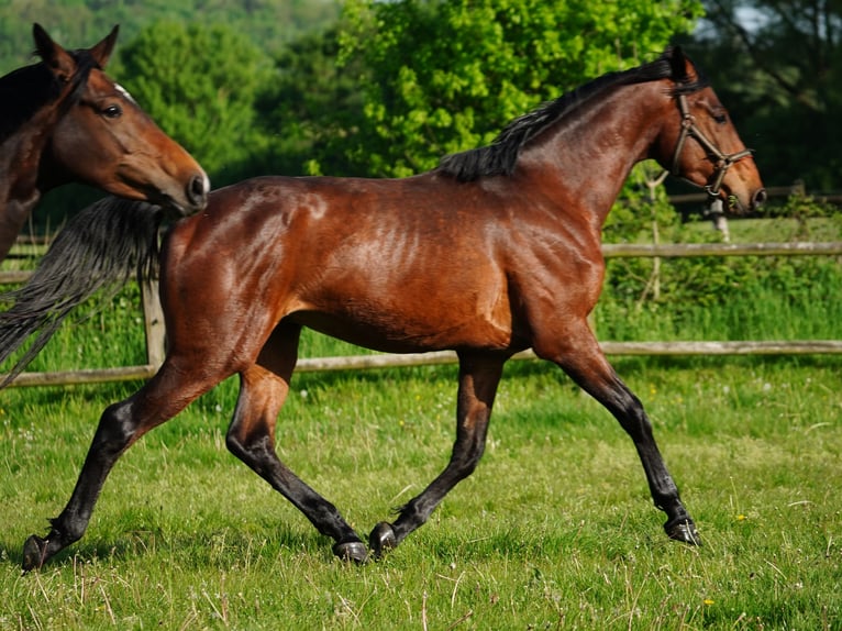 Cavallo da sella tedesco Castrone 4 Anni 168 cm Baio in Hamm