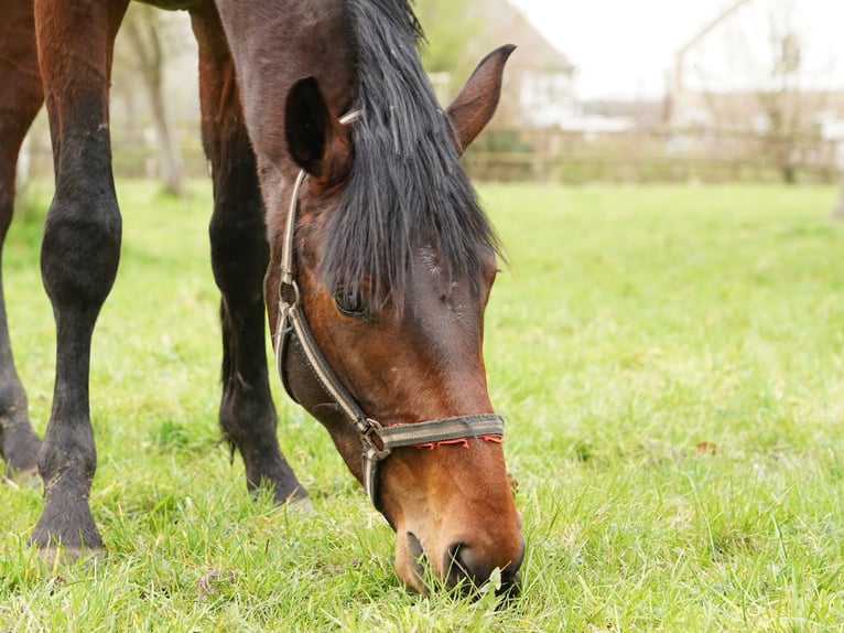 Cavallo da sella tedesco Castrone 4 Anni 168 cm Baio in Hamm