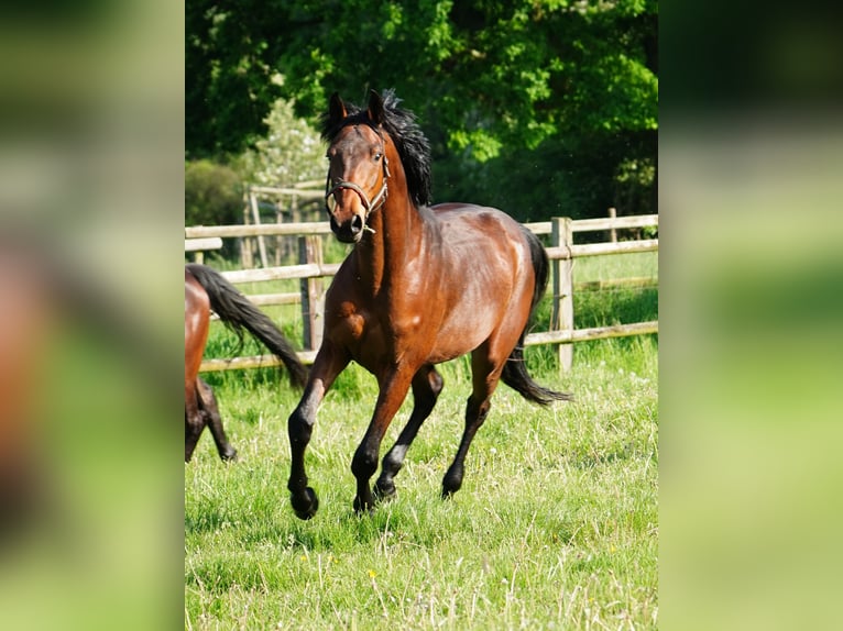 Cavallo da sella tedesco Castrone 4 Anni 168 cm Baio in Hamm