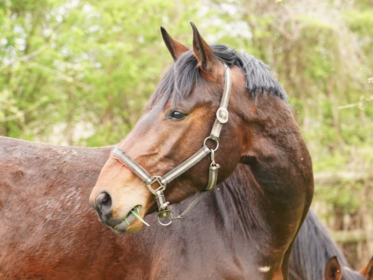 Cavallo da sella tedesco Castrone 4 Anni 168 cm Baio in Hamm