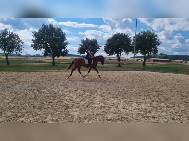 Cavallo da sella tedesco Castrone 4 Anni 168 cm Sauro in Niederstotzingen