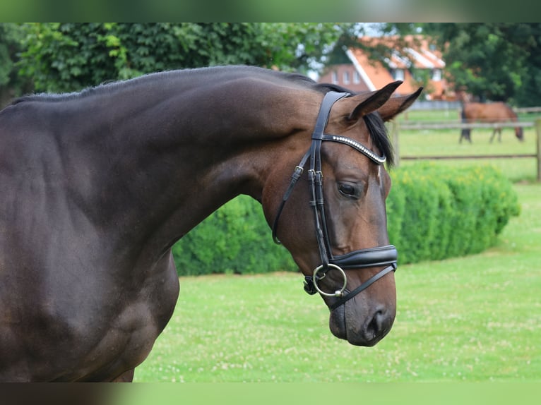 Cavallo da sella tedesco Castrone 4 Anni 169 cm Baio scuro in Haftenkamp