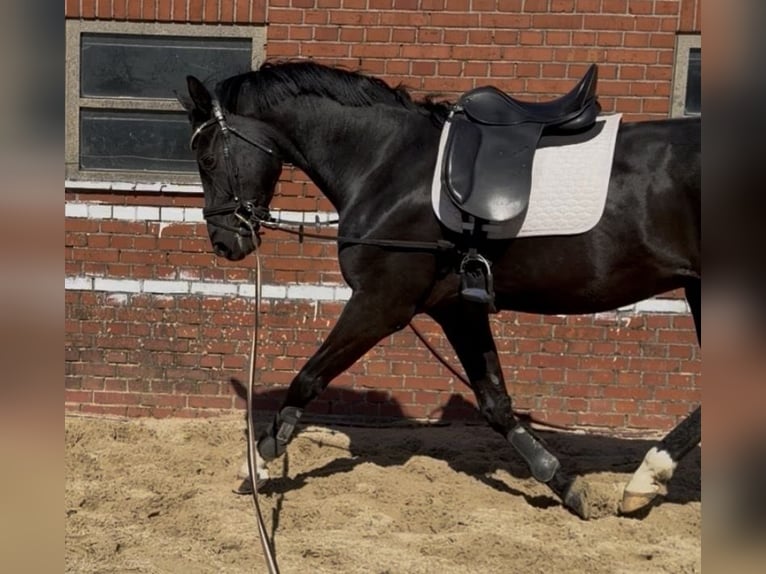 Cavallo da sella tedesco Castrone 4 Anni 169 cm Morello in Rosendahl