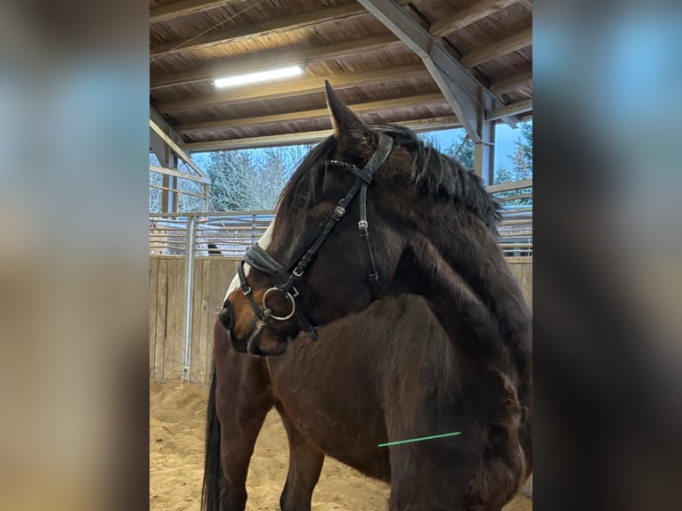 Cavallo da sella tedesco Castrone 4 Anni 170 cm Baio scuro in Grevenbroich