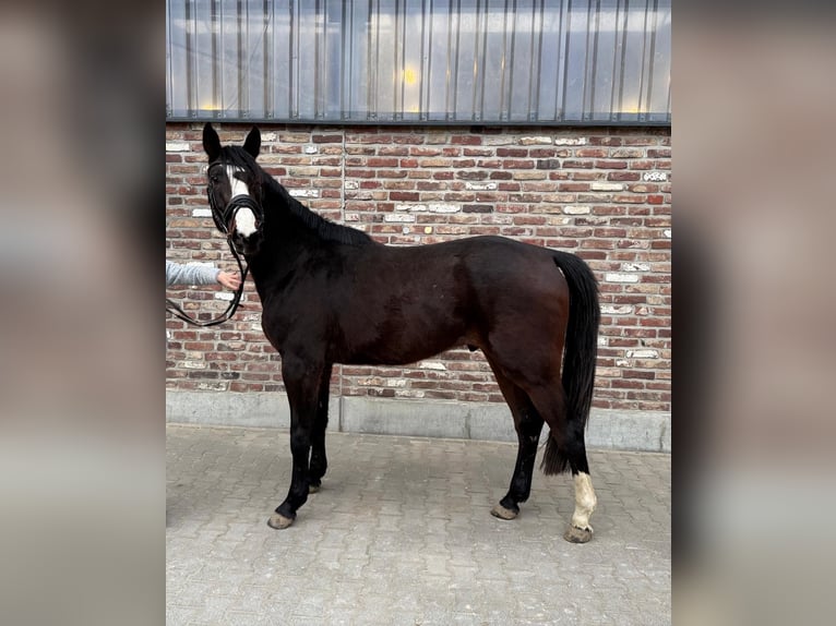 Cavallo da sella tedesco Castrone 4 Anni 170 cm Baio scuro in Grevenbroich