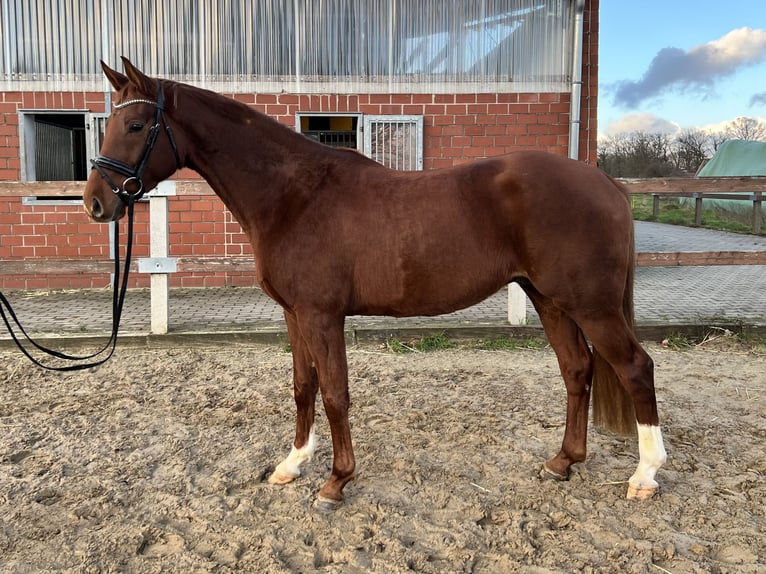 Cavallo da sella tedesco Castrone 4 Anni 170 cm Sauro in Bad Laer