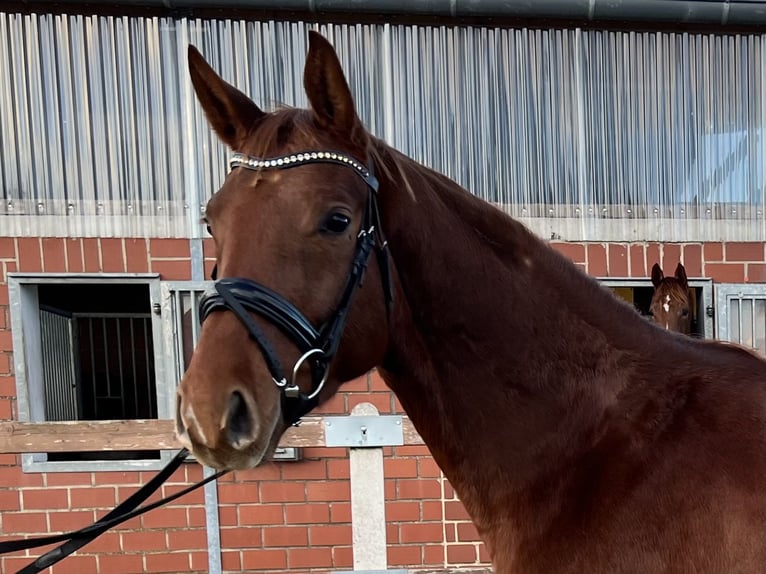 Cavallo da sella tedesco Castrone 4 Anni 170 cm Sauro in Bad Laer