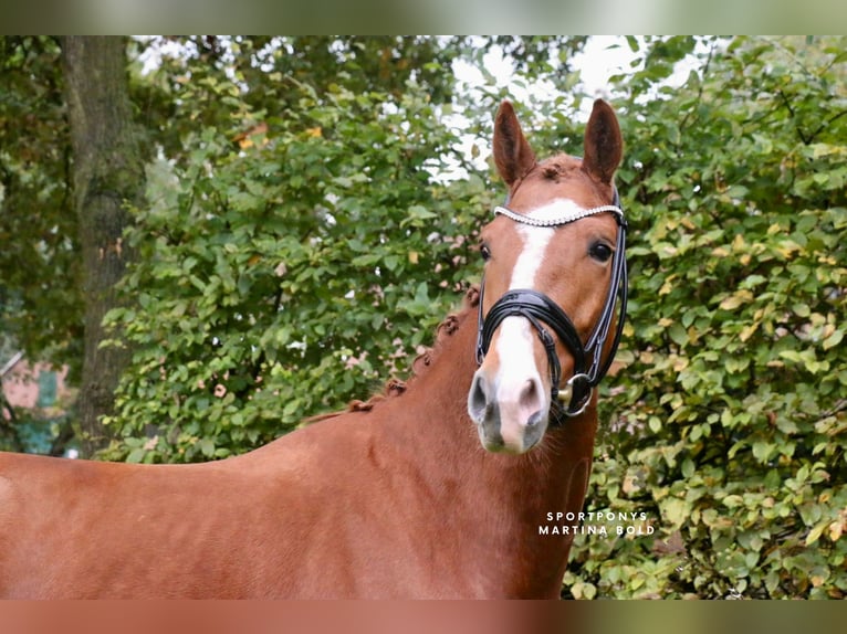 Cavallo da sella tedesco Castrone 4 Anni 170 cm Sauro in Recke, bei Osnabr&#xFC;ck