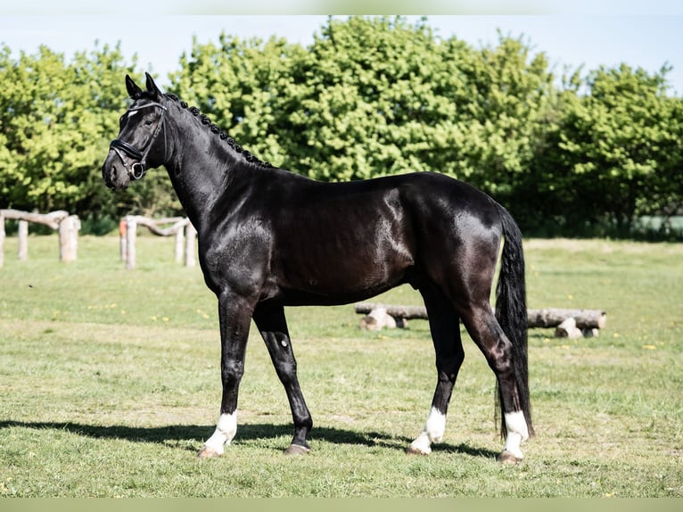 Cavallo da sella tedesco Castrone 4 Anni 171 cm Morello in Lienen
