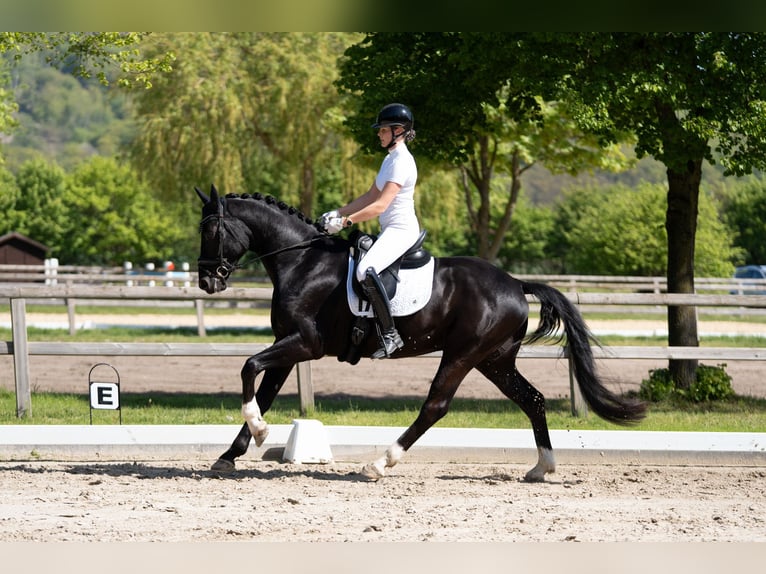 Cavallo da sella tedesco Castrone 4 Anni 171 cm Morello in Lienen