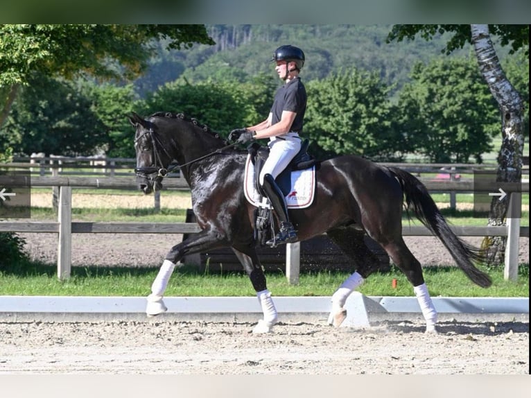 Cavallo da sella tedesco Castrone 4 Anni 171 cm Morello in Lienen