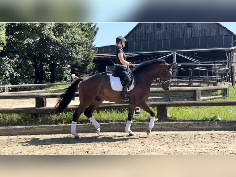 Cavallo da sella tedesco Castrone 4 Anni 172 cm Baio in Werdohl