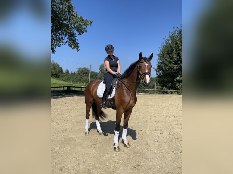 Cavallo da sella tedesco Castrone 4 Anni 172 cm Baio in Werdohl